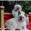 น้องแมวมมาใหม่ 2/2562