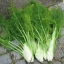 เฟนเนล ฟลอเรนท์ - Florence Fennel Herb
