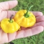 พริกจาไมก้า สีเหลือง - Yellow Jamaican Scot Bonnet Pepper