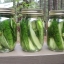 แตงกวา โฮมเมด พริคเคิล - Homemade Pickles Cucumber