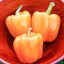 พริกหวานสีส้ม - Horizon Orange Sweet Pepper