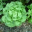 ผักสลัด บัตเตอร์คลั้น - Buttercrunch Lettuce