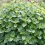 เลม่อนบาล์ม (สะระแหน่ฝรั่ง) - Lemon Balm