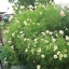 (Whole 1 Oz) ดาวกระจายสีขาว - White Cosmos Flower