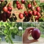 ทามาริลโล่ มะเขือเทศยืนต้น - Tamarillo Tree Tomato