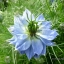 ดอกรักในหมอกสีน้ำเงิน - Blue Love in a mist Flower