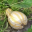 ฟักทองคัสซอว์สีส้ม - Cushaw Orange Striped Squash