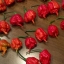พริกแคโรไลนา รีพเปอร์ - Carolina Reaper pepper F1