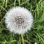 เมล็ดพันธุ์ แดนดิไลออน Dandelion Seed