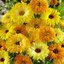 (Whole 1 Oz.) เมล็ดพันธุ์ คาเลนดูล่าคละสี - Mixed Calendula Flower Seed