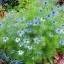 ดอกรักในหมอกสีน้ำเงิน - Blue Love in a mist Flower