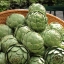 อาติโช้ค - Artichoke Green Globe