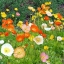 ดอกป็อปปี้คละสี - Poppy Flower Mix