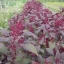 ผักโขมแดงอเมริกา - Red Garnet Amaranth