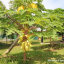 มะละกอเหลืองกระบี่ - Golden Papaya