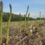 หน่อไม้ฝรั่ง พันธุ์เมรี่ วอชิงตัน - Mary Washington Asparagus
