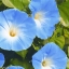 มอนิ่งกลอรี สีฟ้า - Heavenly Blue Morning Glory Flower