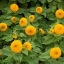 ทานตะวัน เทดดี้แบร์ - Teddy Bear Sunflower