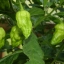 พริกปีศาจ สีแดง - Red Bhut Jolokia Pepper