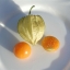 แคปกูสเบอรี่ - Cape gooseberry