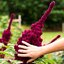 เมล็ดพันธุ์ อะมาแรนธ์หัวช้าง - Amaranth Elephant Heade Seed