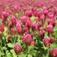 โคลเวอร์ดอกสีแดง - Crimson Clover