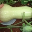 ฟักทอง บัตเตอร์นัท - Waltham Butternut Squash