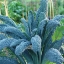เมล็ดพันธุ์ เคลลาชินาโต - Lacinato Kale