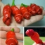 พริกกระจู๋ สีแดง - Red Peter Pepper