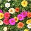 ดอกแพรเซียงไฮ้ ดอกซ้อนคละสี - Portulaca Double Mix