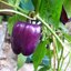 เมล็ดพันธุ์ พริกหวานม่วง ไลแลค เบล Lilac Bell Sweet Pepper