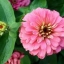 (Whole 1 Oz) ดอกบานชื่นสีชมพู - Pink Zinnia Flower