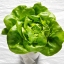 ผักสลัด บิบ - Bibb Lettuce