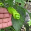 พริกกระจู๋ สีแดง - Red Peter Pepper