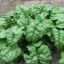 สปินิส บลูมเดล - Bloomdale Spinach