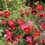 ดาวกระจายแดง - Red Dazzler Cosmos