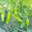 พริกญี่ปุ่น ชิชิโต - Shishito Pepper