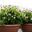 ดอกไวโอล่า คละสี - Helen Mount Johnny Jump Up Viola Pansy Flower