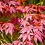 เมเปิลแดง ญี่ปุ่น - Red Japanese Maple Tree