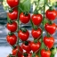 มะเขือเทศสตรอเบอรี่ - TomatoBerry F1