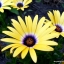 ดอกเดซี่แอฟริกา - African Daisy Flower