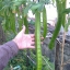 ถั่วพูยักษ์ - Giant Winged Bean
