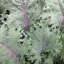 เคลแดงรัสเซีย - Red Russian Kale