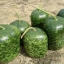 น้ำเต้าแอปเปิ้ล - Big Apple Gourd