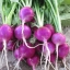 (Whole 1 Oz) เรดิชสีม่วง - Purple Plum Radish