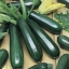 ฟักทองซูชินี่ แบล็คบิวตี้ - Black Beauty Zucchini Squash