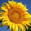 ทานตะวันแมมมอธ - Mammoth Sunflower