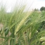 ข้าวบาร์เลย์ - Barley Rice