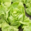 สลัด ไวท์บอสตัน - White Boston Lettuce