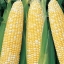 (Whole 1 Oz) ข้าวโพดหวานเซอเรนดิพิตี้ - Serendipity Triple Sweet Corn F1